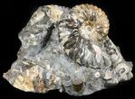 Hoploscaphites Ammonite - South Dakota #46871-1